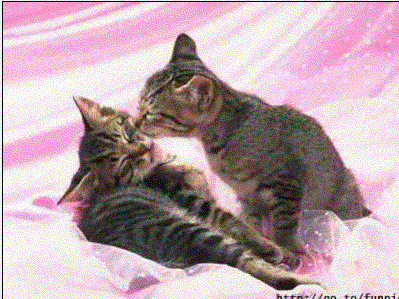 l'amour chez les chats